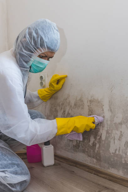 Best Environmental Consulting for Mold Prevention  in North Crossett, AR